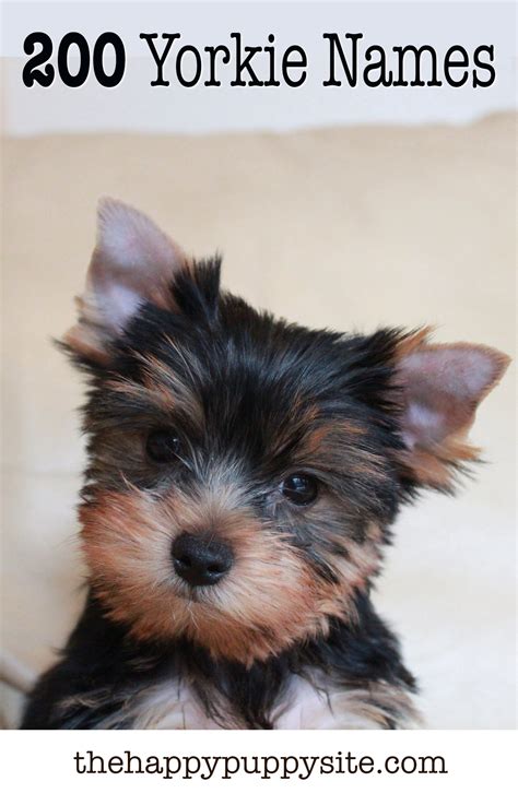 cute yorkie male names